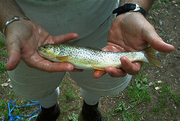 Catch some natives use the right bait